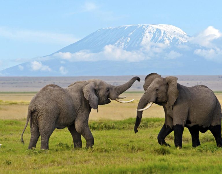 The Best Of The Big Five Kenya Safari. Discovery Journeys