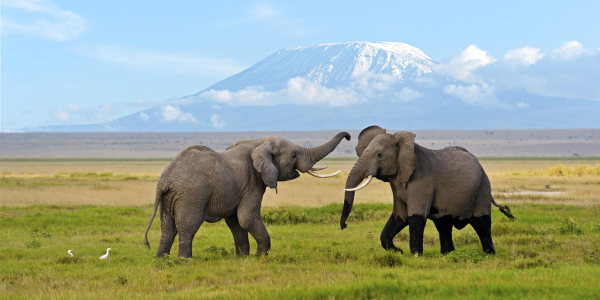 The Best Of The Big Five Kenya Safari. Discovery Journeys