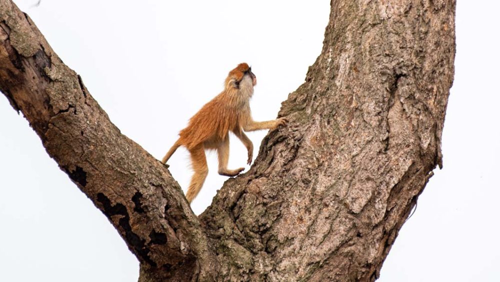 Best Time to Visit Uganda for Wildlife Safaris. Discovery Journeys