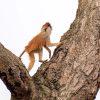 Best Time to Visit Uganda for Wildlife Safaris. Discovery Journeys