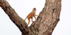 Best Time to Visit Uganda for Wildlife Safaris. Discovery Journeys