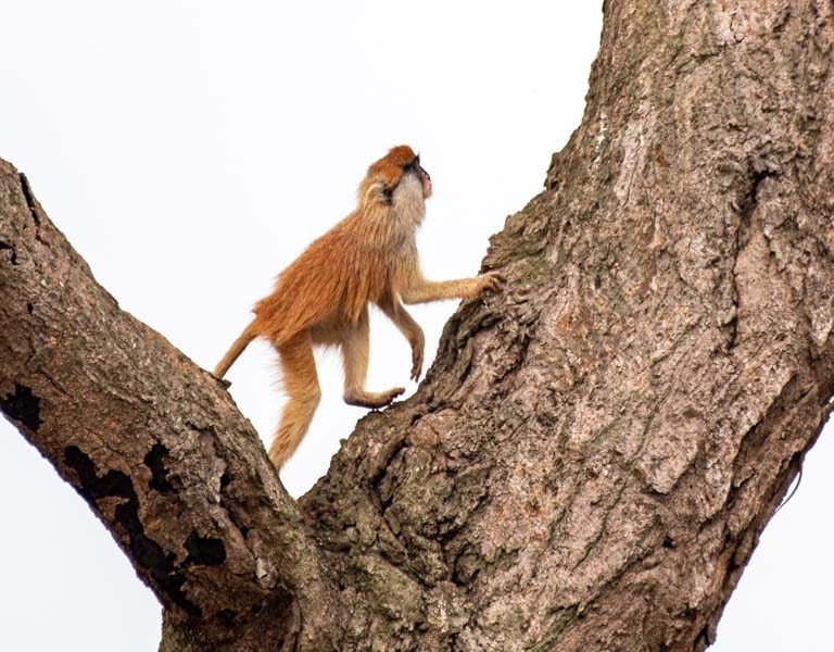 Best Time to Visit Uganda for Wildlife Safaris. Discovery Journeys