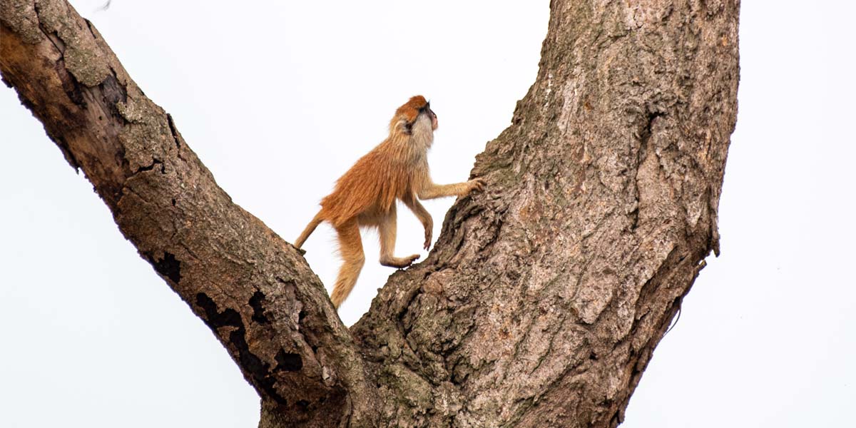 Best Time to Visit Uganda for Wildlife Safaris. Discovery Journeys