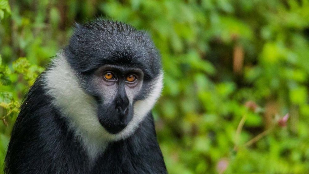 Nyungwe Forest Primate Encounters. Discovery Journeys