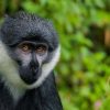 Nyungwe Forest Primate Encounters. Discovery Journeys