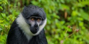 Nyungwe Forest Primate Encounters. Discovery Journeys
