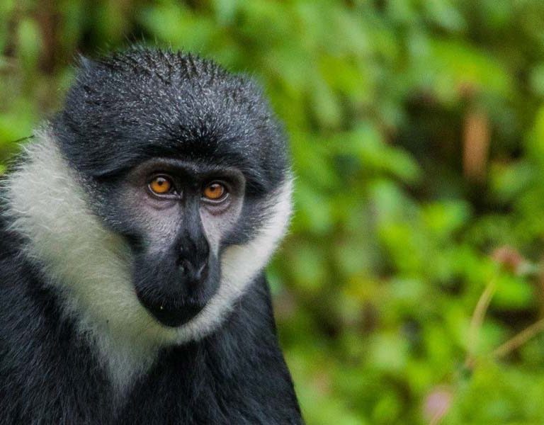 Nyungwe Forest Primate Encounters. Discovery Journeys