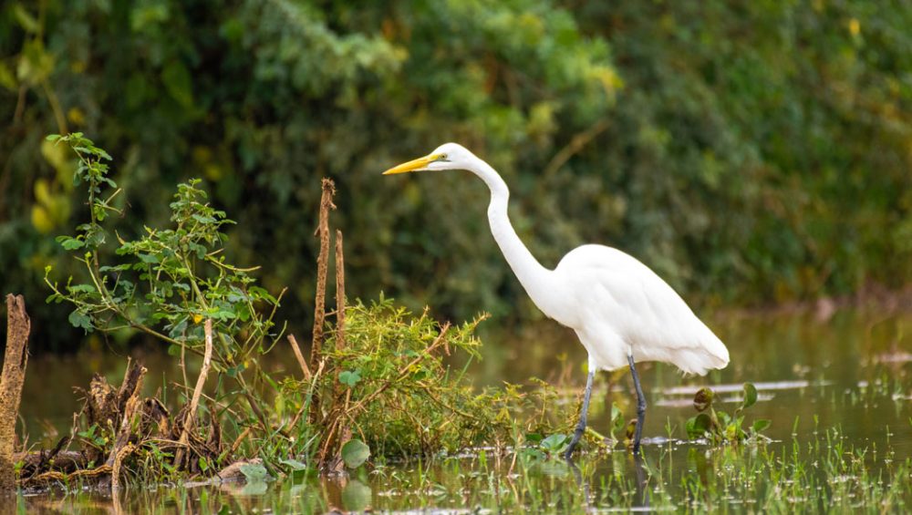 A Uganda Birding Tour Guide. Discovery Journeys