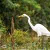 A Uganda Birding Tour Guide. Discovery Journeys
