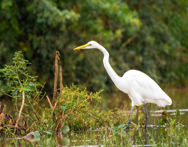 A Uganda Birding Tour Guide. Discovery Journeys