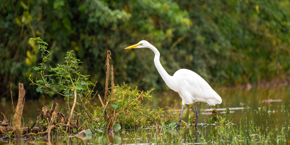 A Uganda Birding Tour Guide. Discovery Journeys