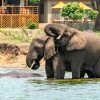 Best Uganda Wellness Safari Getaways. Uganda safari adventures