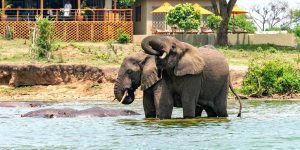 Best Uganda Wellness Safari Getaways. Uganda safari adventures