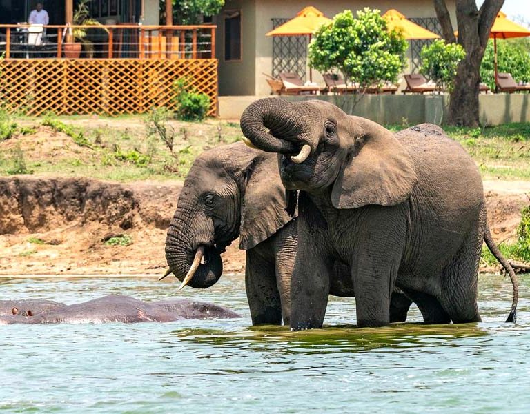 Best Uganda Wellness Safari Getaways. Uganda safari adventures