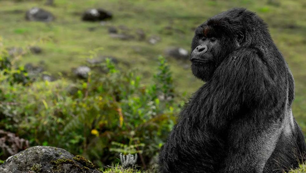 How Tracking Gorillas in Rwanda Helps Protect The Endangered Apes. Discovery Journeys