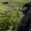 How Tracking Gorillas in Rwanda Helps Protect The Endangered Apes. Discovery Journeys