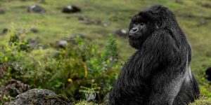 How Tracking Gorillas in Rwanda Helps Protect The Endangered Apes. Discovery Journeys