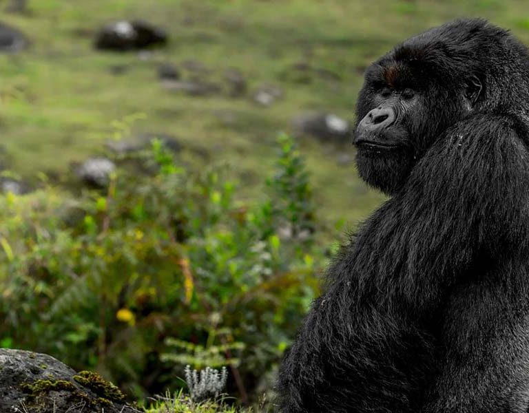 How Tracking Gorillas in Rwanda Helps Protect The Endangered Apes. Discovery Journeys