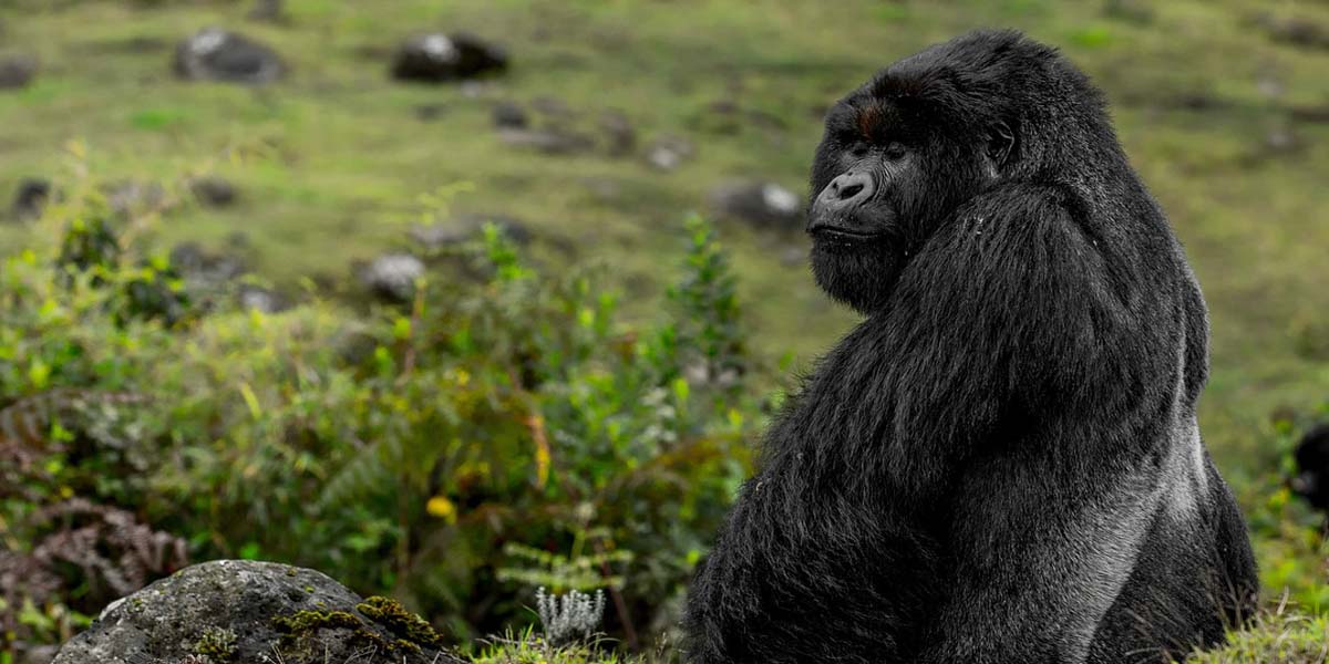 How Tracking Gorillas in Rwanda Helps Protect The Endangered Apes. Discovery Journeys