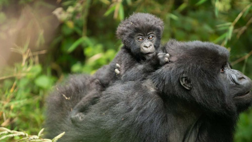 A Luxury Rwanda Safari and Primate Trek. Discovery Journeys. Courtesy Photo