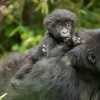 A Luxury Rwanda Safari and Primate Trek. Discovery Journeys. Courtesy Photo