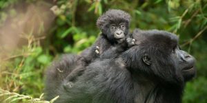 A Luxury Rwanda Safari and Primate Trek. Discovery Journeys. Courtesy Photo