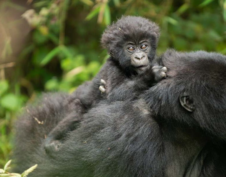 A Luxury Rwanda Safari and Primate Trek. Discovery Journeys. Courtesy Photo